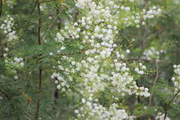 Imagem de Mimosa bimucronata (DC.) Kuntze