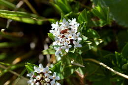 Image of Pimelea gnidia (J. R. & G. Forst.) Willd.
