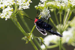 Image of Ctenucha multifaria Walker 1854