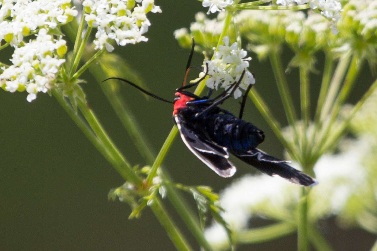 Image of Ctenucha multifaria Walker 1854