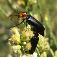 Image of Lytta (Paralytta) vulnerata (Le Conte 1851)