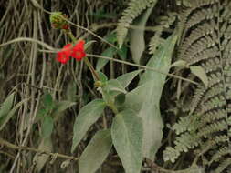 Image of Kohleria spicata (Kunth) Oerst.