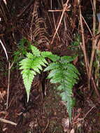 Plancia ëd Athyrium arisanense (Hayata) Tag.