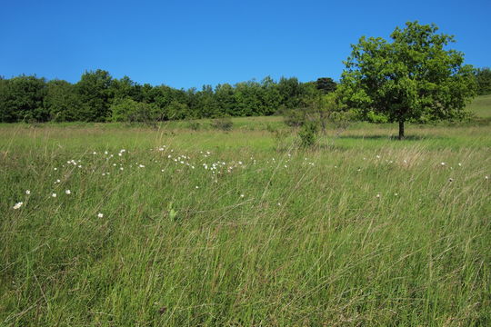 Image of erect brome