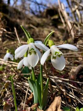 Image of Galanthus alpinus Sosn.