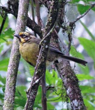 Plancia ëd Atlapetes citrinellus (Cabanis 1883)