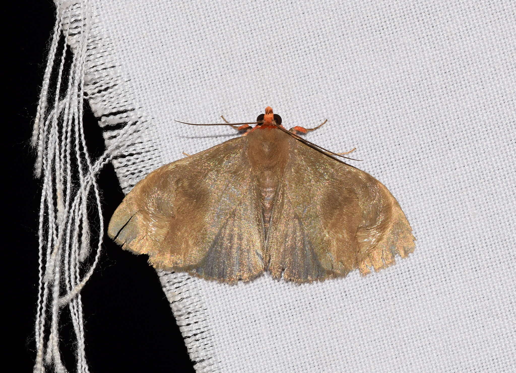 Calesia dasyptera Kollar 1844 resmi