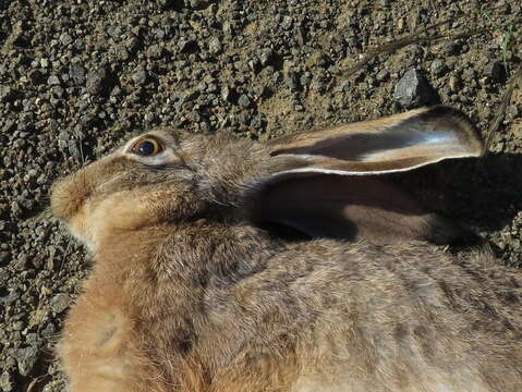 Lepus capensis capensis Linnaeus 1758 resmi