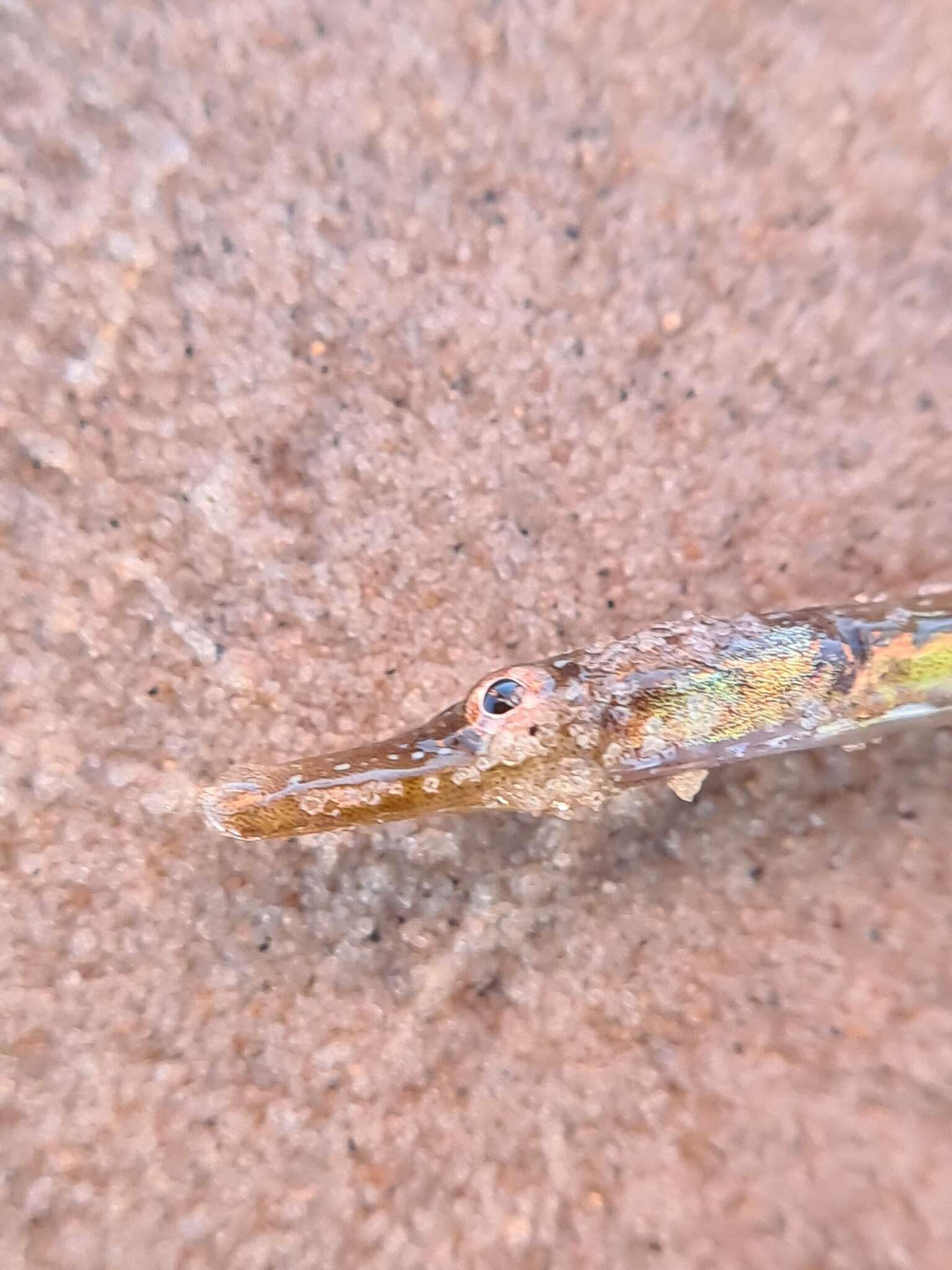 Image of Straightnose Pipefish