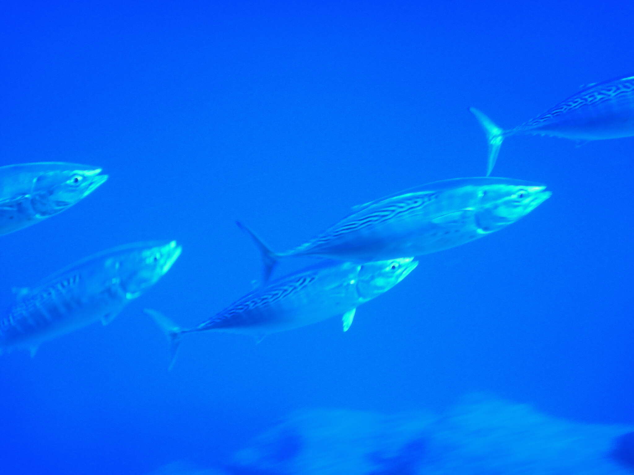 Image of Atlantic Little Tuna