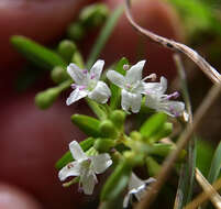 Image of Mentha diemenica Spreng.