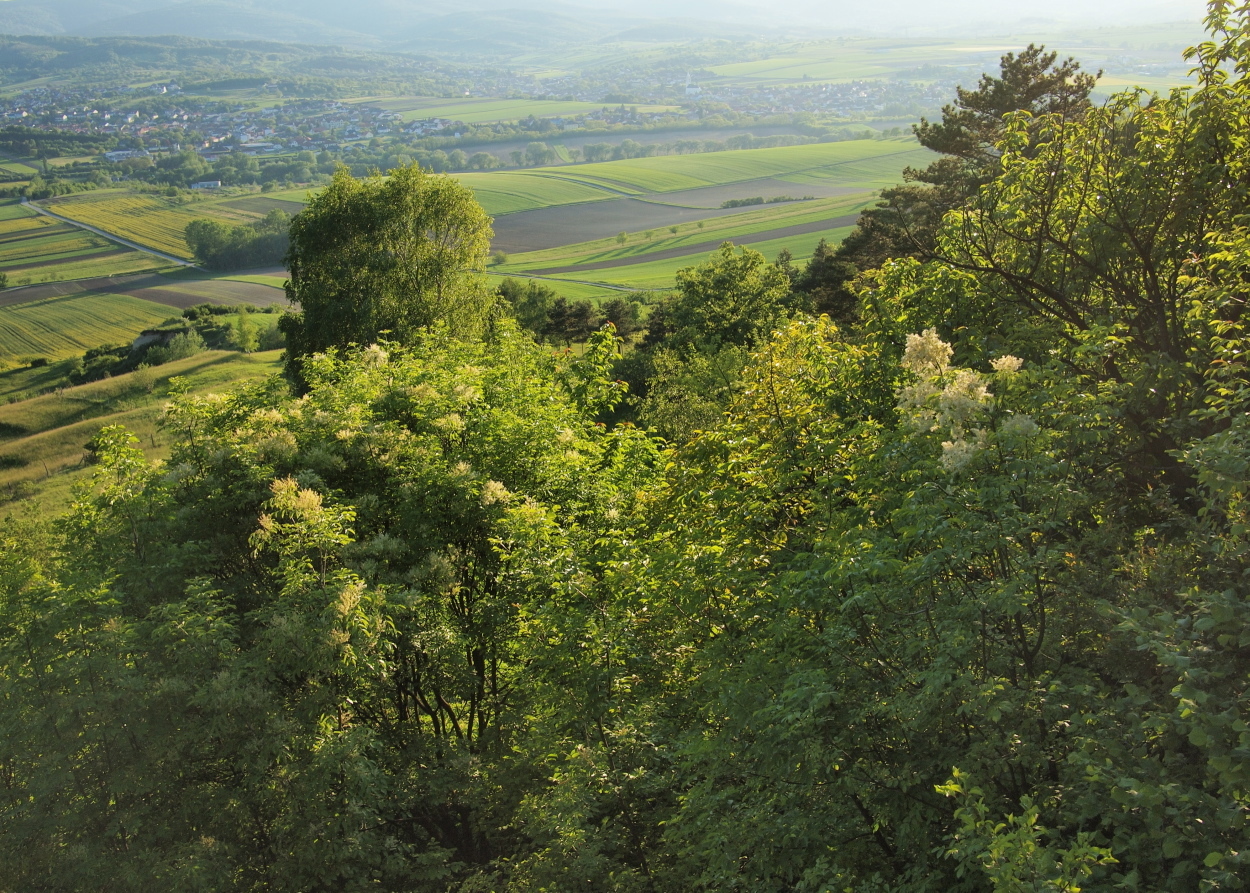 Fraxinus ornus (rights holder: HermannFalkner/sokol)