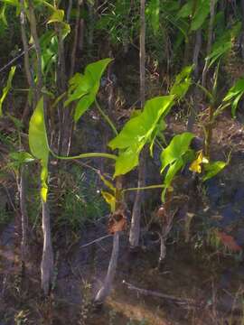 Montrichardia arborescens (L.) Schott的图像