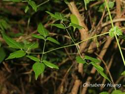 Слика од Clematis peterae var. lishanensis (T. Y. Yang & T. C. Huang) W. T. Wang