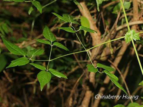 Imagem de Clematis peterae var. lishanensis (T. Y. Yang & T. C. Huang) W. T. Wang