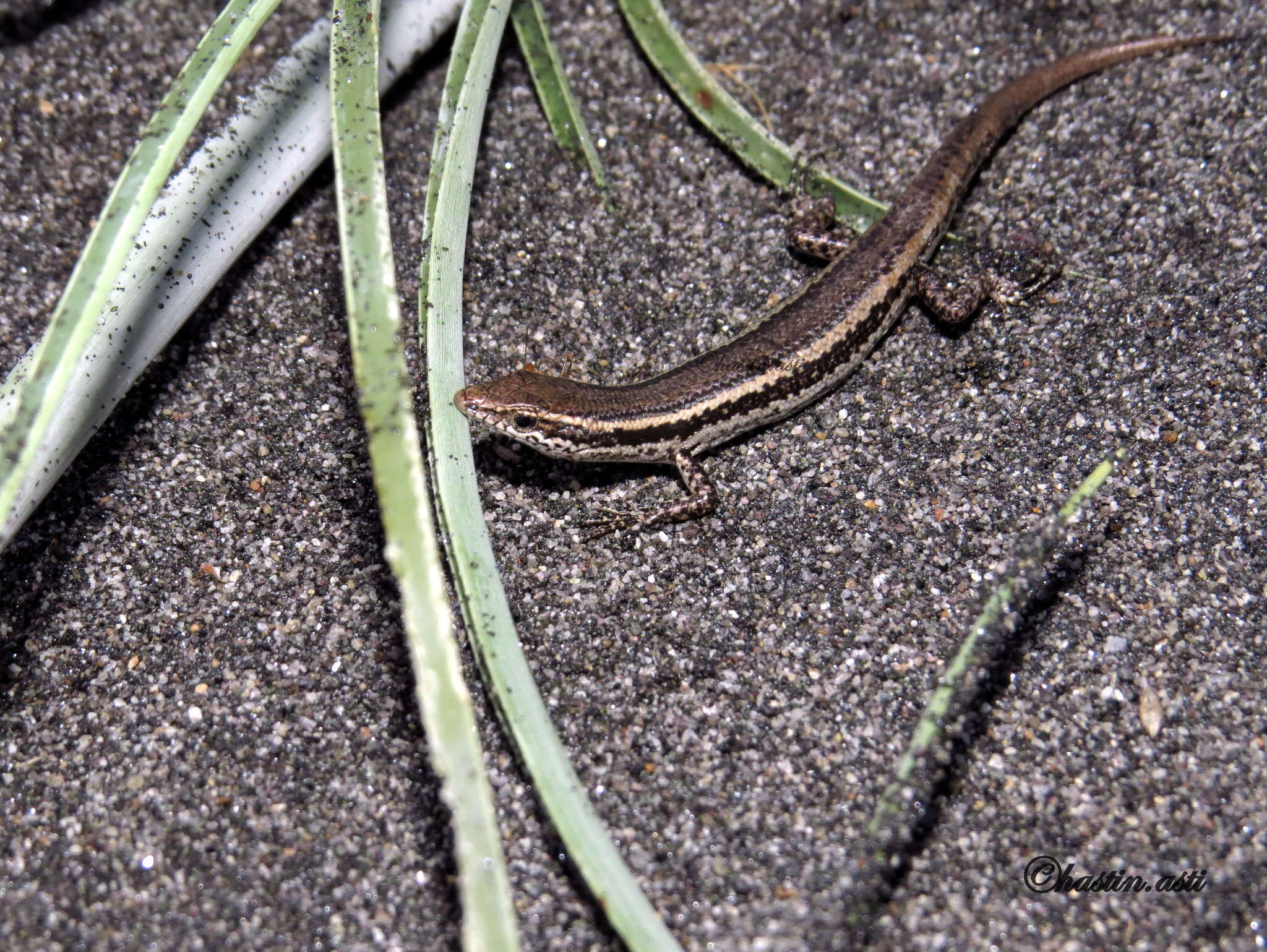 Image of Cryptoblepharus cursor Barbour 1911