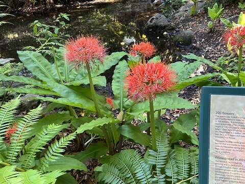 Imagem de Scadoxus multiflorus subsp. katharinae (Baker) Friis & Nordal