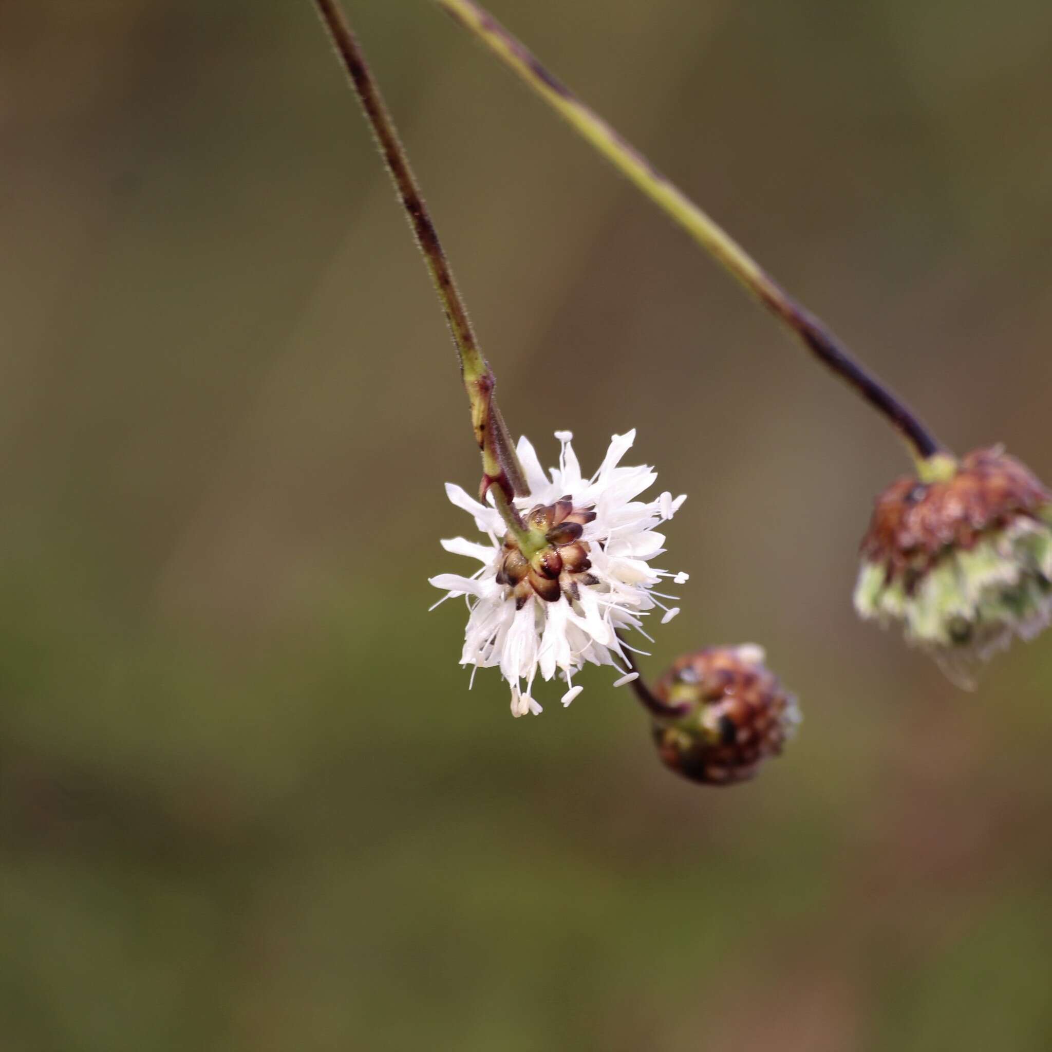 Image of Cephalaria retrosetosa Engl. & Gilg