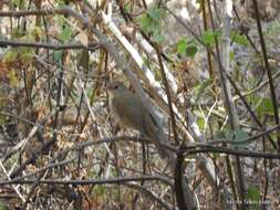 Imagem de Catharus occidentalis Sclater & PL 1859