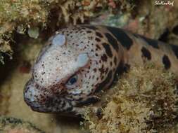 Image of Large-spotted snake moray