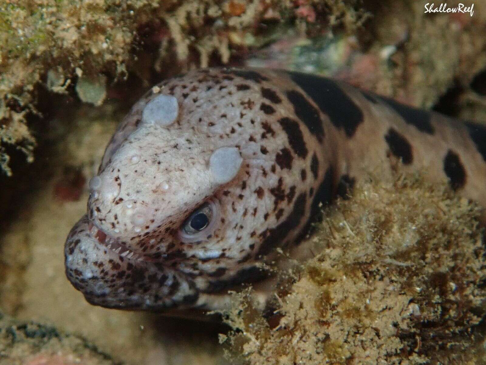 Image of Large-spotted snake moray