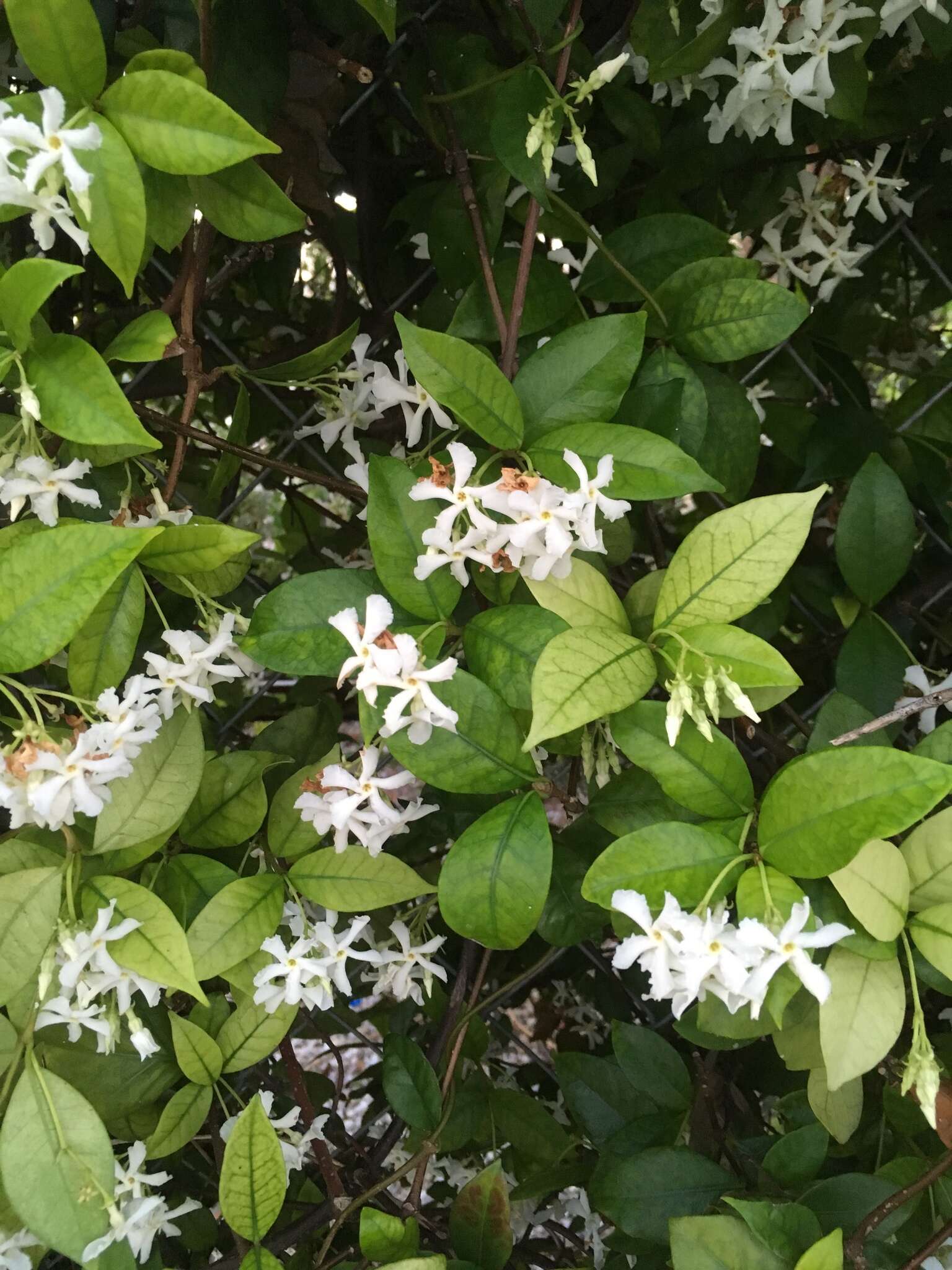 Plancia ëd Trachelospermum jasminoides (Lindl.) Lem.