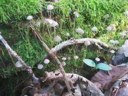 Image of Mycena erubescens Höhn. 1913