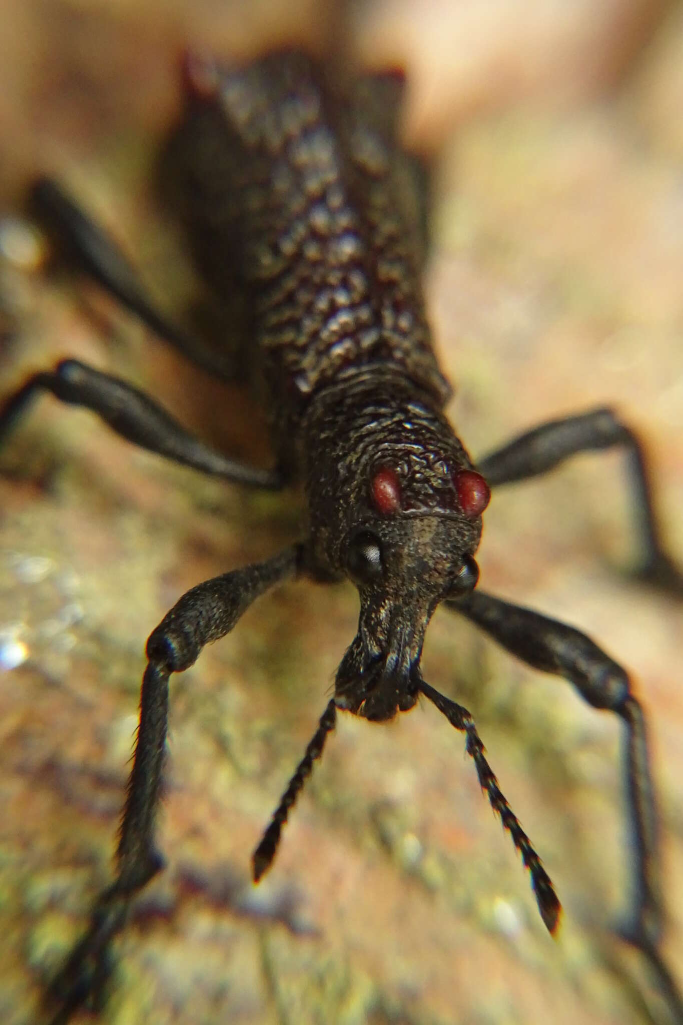 Image of Aegorhinus bulbifer Morrone 1994