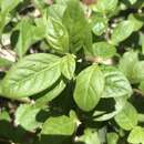 Image of hairy joyweed