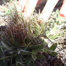 Image of Carex decurtata Cheeseman
