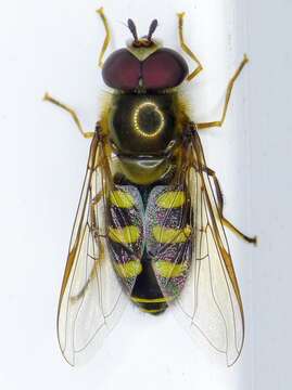 Image de <i>Lapposyrphus lapponicus</i>