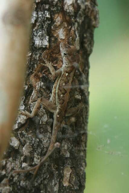 Image of Armour's Anole