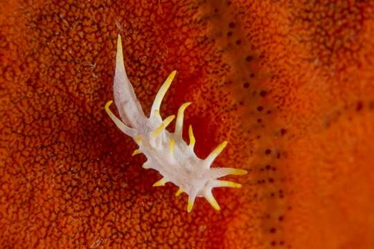 Image of Okenia picoensis Paz-Sedano, Ortigosa & Pola 2017