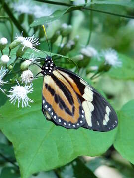 Image of Tiger Mimic-Queen