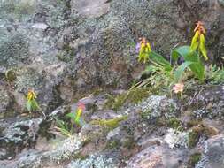 Image of Lachenalia thunbergii G. D. Duncan & T. J. Edwards