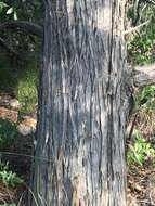 Image of Drooping Juniper