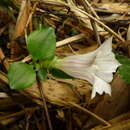 Image of Tripterospermum alutaceifolium (T. S. Liu & C. C. Kuo) J. Murata