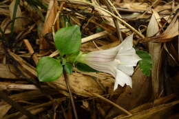 Image of Tripterospermum alutaceifolium (T. S. Liu & C. C. Kuo) J. Murata