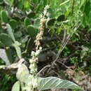 Image of Croton culiacanensis Croizat