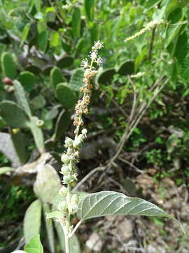 Image of Croton culiacanensis Croizat