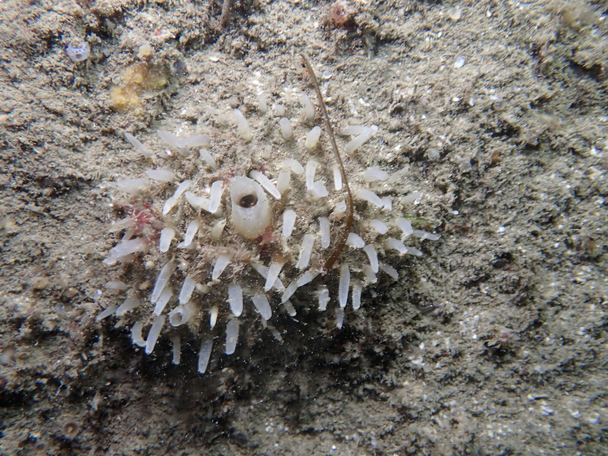 Image of chimney sponge