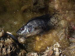 Image de Parachromis