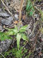 Image of mottled tuberose