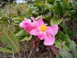 Image of Kielmeyera rubriflora Cambess.