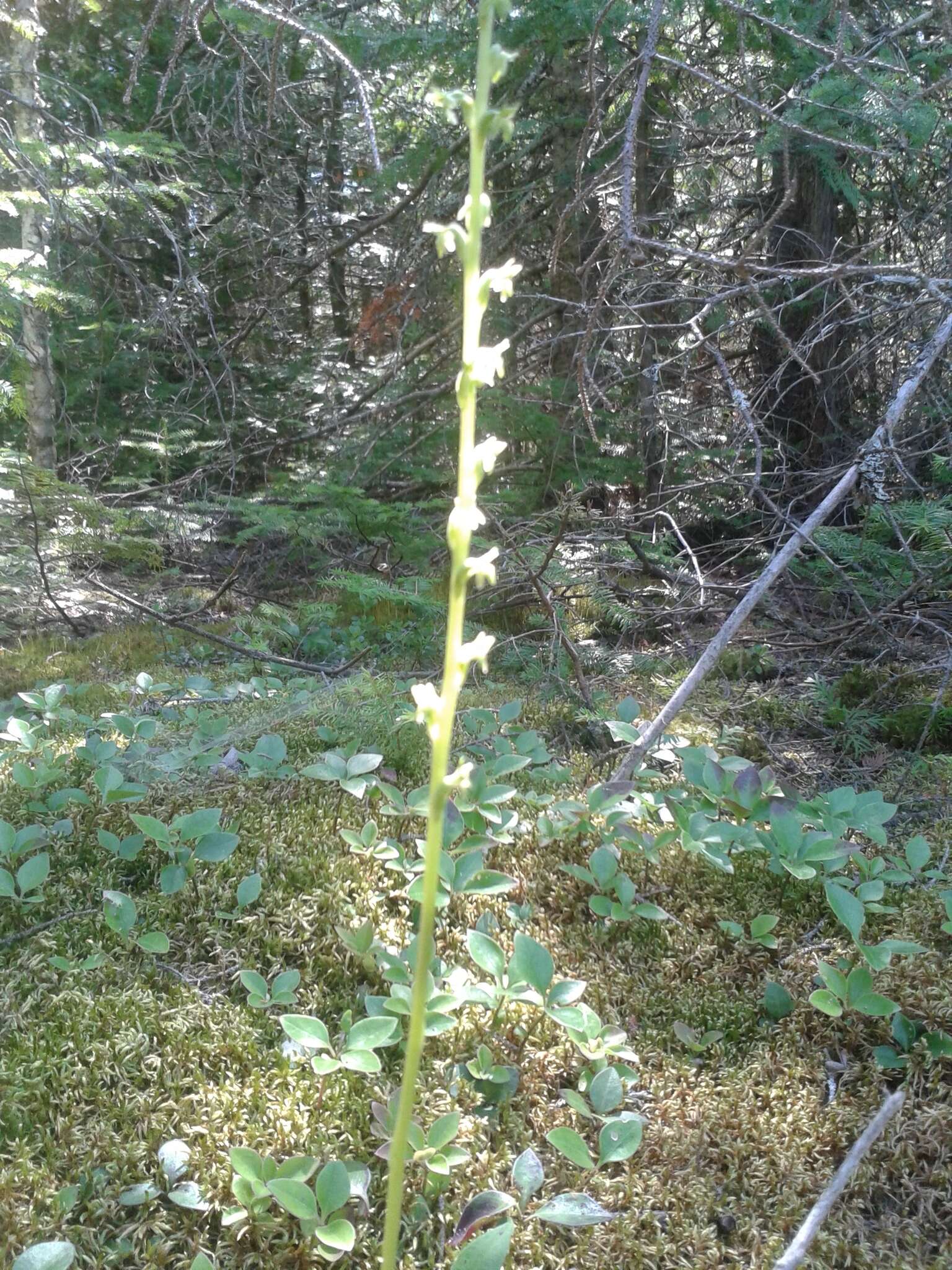 Image of Alaska Rein Orchid