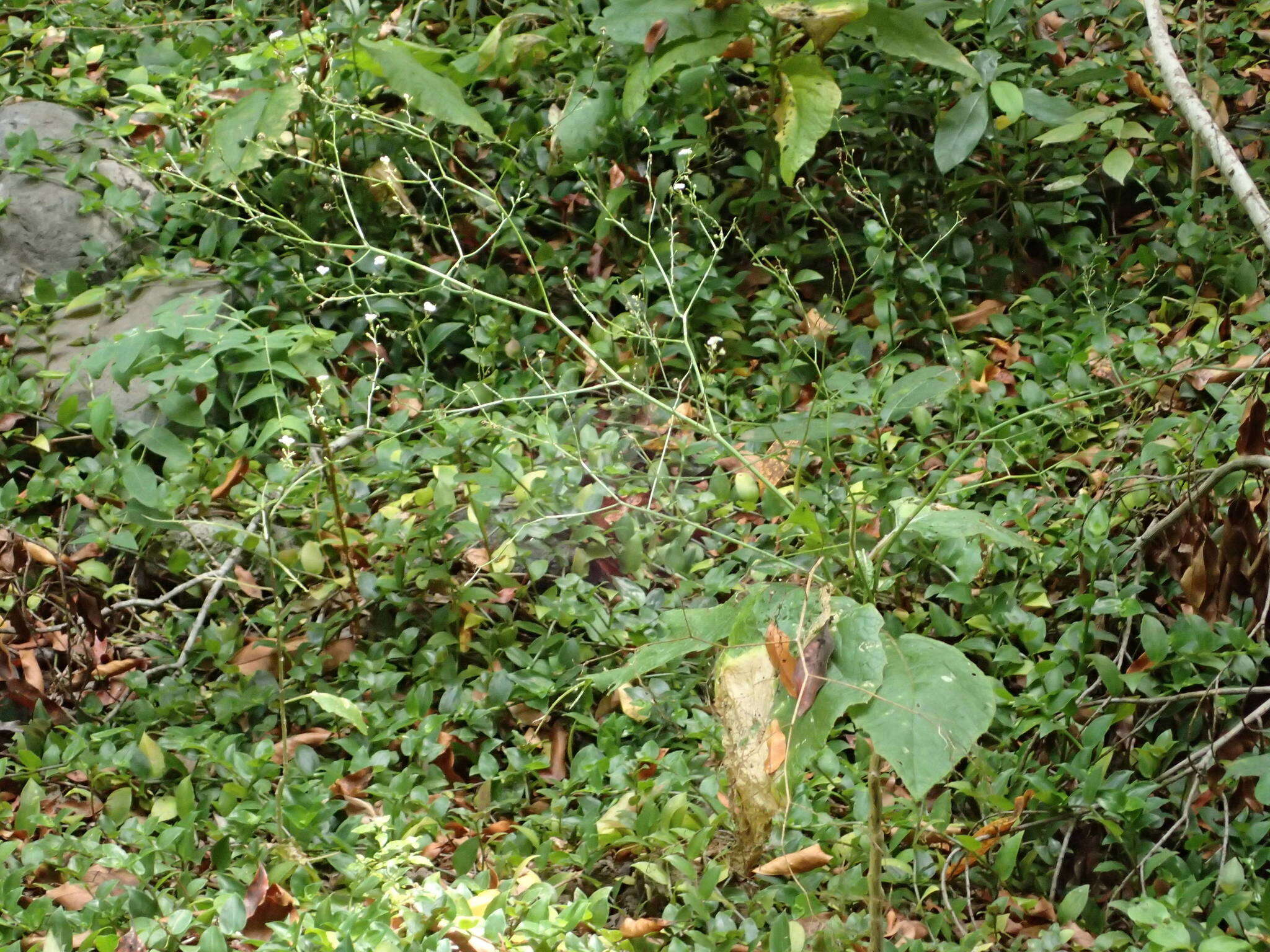 Image of Crambe santosii Bramwell