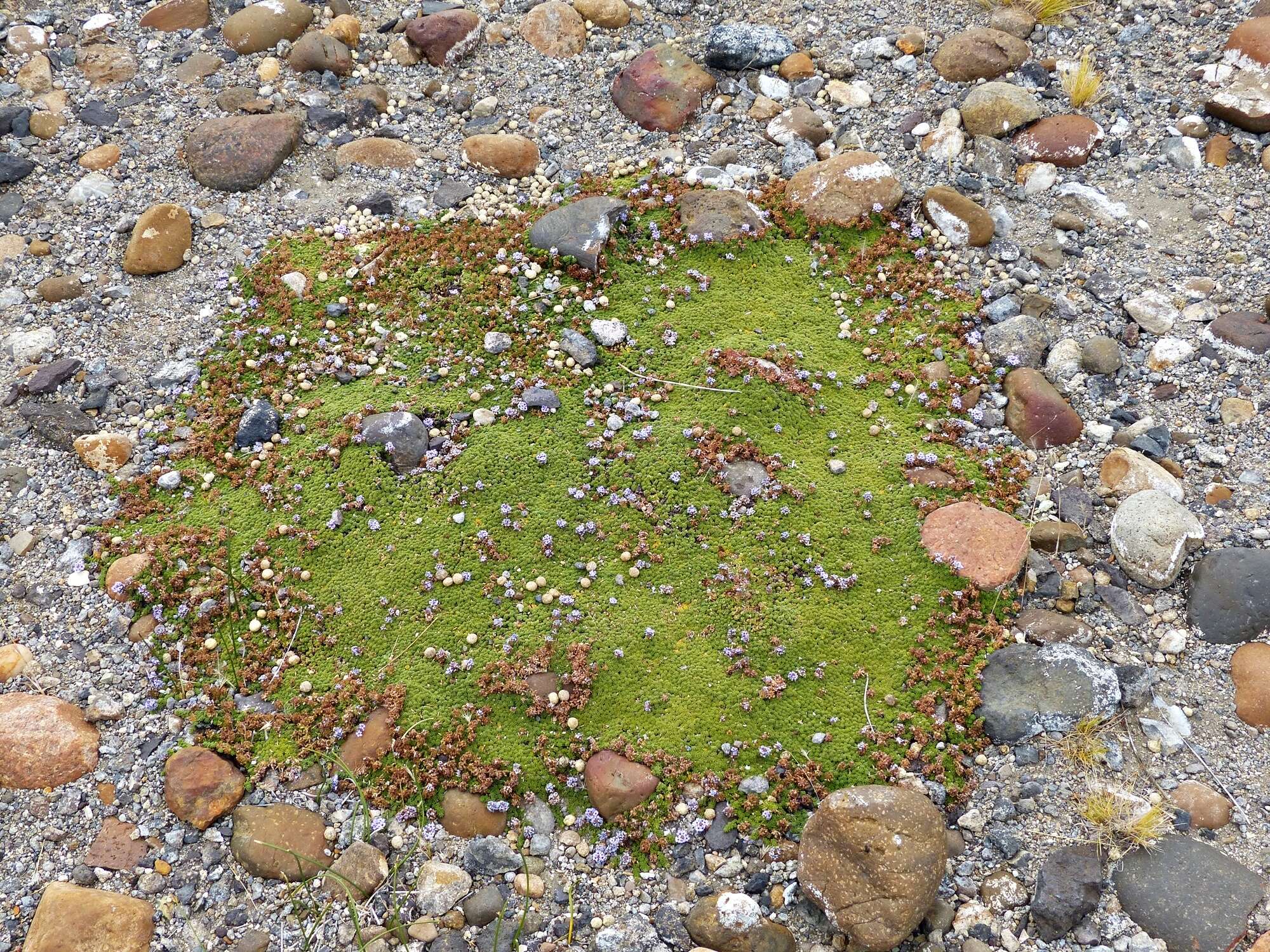 Image of Junellia micrantha (Phil.) Moldenke