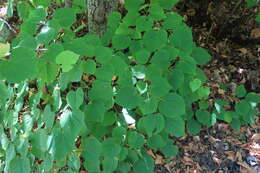 Image of Tilia croizatii Chun & H. D. Wong