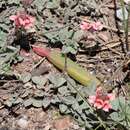 Image of Indigofera tomentosa Eckl. & Zeyh.