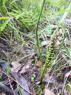 Image of Lomandra micrantha (Endl.) Ewart